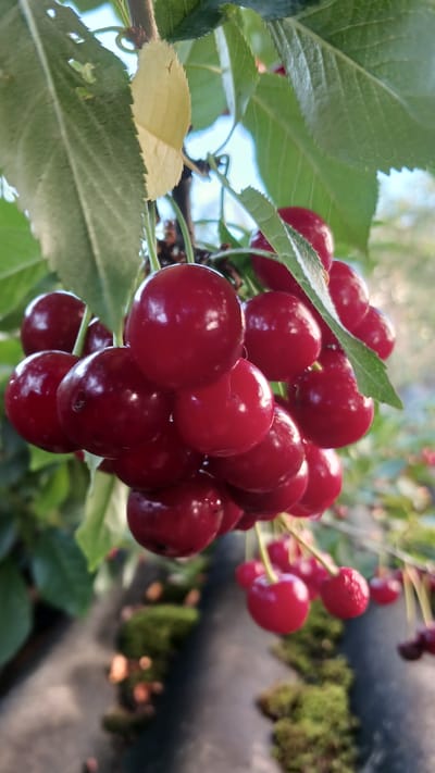 A close-up, low-angle shot captures a cluster of ripe, dark red cherries hanging from a tree branch in Monastyryska, Ukraine. The cherries are plump and glossy, some still showing droplets of water. Green leaves, some slightly yellowed, surround the fruit. The background is softly blurred, revealing hints of green foliage and a rough, dark surface possibly a roof, also covered in patches of moss. The lighting suggests it is daytime, likely outdoors.