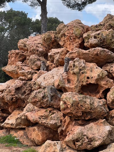 The image displays four macaques positioned on a large, reddish-brown, porous rock formation. This scene is located within the municipality of Sant Llorenç des Cardassar, Spain, likely at Safari Zoo Mallorca. In the lower center, one macaque is hunched forward, its front paws on a rock, observing the foreground. To its upper left, a second macaque sits upright on a rock. In the middle-right section, a third macaque is seated facing left, and a fourth macaque is seated to its right, facing towards the right. All macaques exhibit light greyish-brown fur. The rock formation, composed of numerous irregularly shaped and pitted stones, dominates the frame. Above the rocks, in the background, a large tree trunk and green foliage are visible beneath a light, overcast sky, traversed by faint utility lines. Sparse green vegetation grows at the base of the rock formation.