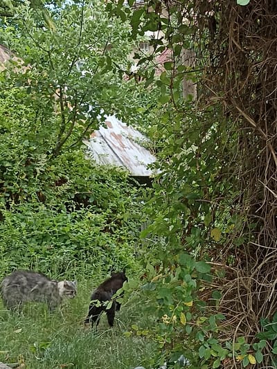 In an overgrown, natural setting, two cats are present. A tabby cat stands to the left, facing right, while a black cat stands to the right, facing away from the camera, its head lowered as if foraging or sniffing the ground. Behind the cats, a dilapidated structure with a corrugated metal roof is visible, partially obscured by dense green foliage and vines. The environment suggests a neglected outdoor space, possibly in a rural or semi-rural area of Сонячне, Ukraine, characterized by wild vegetation and weathered building materials.