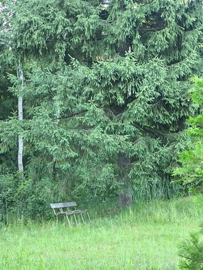 An empty, weathered metal bench is situated in a grassy clearing in front of a large, dense evergreen tree. The bench has a silver metal frame with a slatted seat and backrest. The clearing is filled with tall, green grass and some scattered yellow wildflowers. The background is dominated by the dark green foliage of the evergreen tree, with hints of other greenery and tree trunks visible. The lighting suggests it is daytime, with soft, natural light filtering through the trees. The scene appears to be in a natural, outdoor environment, potentially a park or a rural setting.