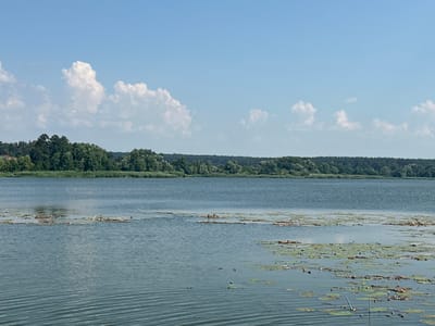 A wide-angle landscape photograph depicts a serene lake scene under a bright, blue sky dotted with scattered white clouds. The water's surface is calm, with gentle ripples creating a textured pattern, and in the foreground, numerous lily pads float, some with small buds emerging. Scattered debris, likely from the surrounding vegetation, is also visible on the water.
Across the lake, a dense line of lush green trees forms the background, their foliage appearing vibrant and full. The treeline extends horizontally across the mid-ground, suggesting a natural, undeveloped shoreline. Above the trees, the sky is clear and expansive, with the sun casting a bright light, indicating it's likely daytime, possibly mid-morning or afternoon. The overall atmosphere is peaceful and tranquil, evoking a sense of calm nature. No people, objects, or text are clearly discernible in the image. The location is identified as Khlypnivka, Ukraine.