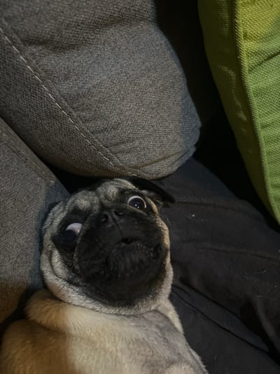 A pug rests on a gray fabric couch with a green cushion above. The pug's face is close to the camera, with its head tilted slightly. The dog has a black face and muzzle, and its eyes are wide and expressive. The background is dark and out of focus, which keeps the focus of the shot on the dog's face. The overall composition is cozy and intimate.