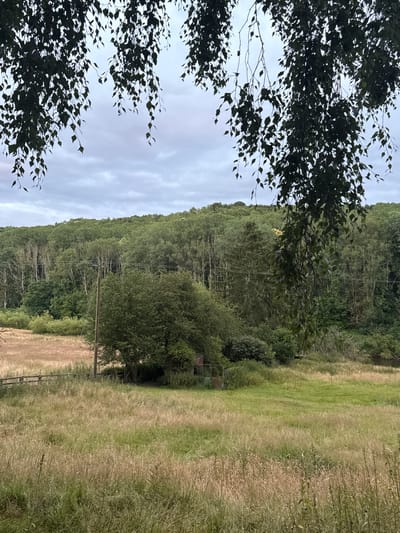 The image depicts a rural landscape scene, likely in or near Broseley, United Kingdom, under an overcast sky. In the foreground, tall grasses and weeds dominate, with patches of green interspersed with dry, straw-colored vegetation. A wooden fence runs horizontally across the middle ground to the left of the frame. Beyond the fence, a field with similar tall grasses continues, leading towards a cluster of trees and a small, weathered red structure that appears to be a shed or a small building with a metal gate.
A single wooden utility pole stands prominently in the middle ground, slightly to the right of center. Behind this, a dense forest covers a hillside that recedes into the distance. The trees in the forest vary in species and density, with some appearing lighter in color, possibly due to deadwood or a different type of tree. The sky above is a muted gray with visible cloud formations. Branches of a leafy tree hang down from the top of the frame, obscuring parts of the sky and the upper portion of the forest. There are no people or animals visible in the image. The overall impression is one of a natural, undeveloped rural setting.