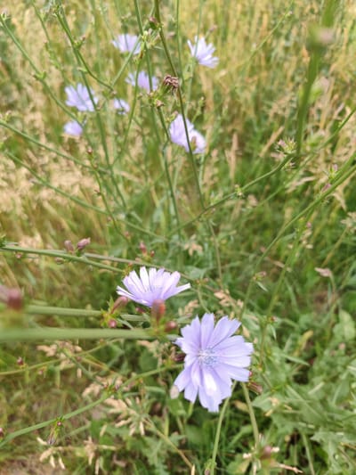 The image shows a close-up view of several pale purple chicory flowers (Cichorium intybus) growing in a grassy area. The flowers are delicate with ray florets and a darker center. The stems are thin and green, with some buds visible. The background is a blur of green and yellow grasses, suggesting an outdoor, natural setting. There are no people or man-made objects visible in the image. The scene appears to be a natural growth of wildflowers, potentially in a park, field, or roadside. Without specific landmarks, it is impossible to determine if this image was taken in the city of Nefteyugansk, Russia.