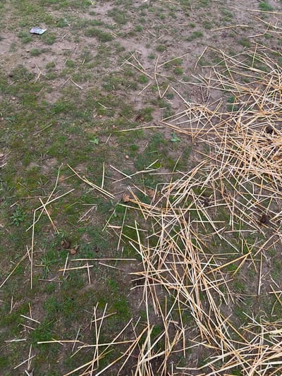 The image depicts an outdoor ground scene in Qoraobdol QFY, Uzbekistan. The environment consists of brown soil interspersed with patches of green grass and sparse weeds. Numerous dry, light yellow-brown straw or stalk fragments are scattered across the ground, forming a denser accumulation in the lower right portion of the frame. Several dark, irregularly shaped solid objects, consistent with animal droppings, are visible among the grass patches. A single crumpled piece of multicolored litter, possibly a plastic wrapper, lies in the upper left quadrant. No individuals, animals, or active interactions are observed within the frame.