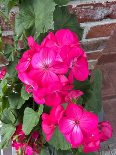 A close-up, high-angle outdoor shot captures a cluster of vibrant pink geraniums in full bloom, nestled amongst their large, green, lobed leaves. The flowers exhibit five petals each, with delicate white veining radiating from the centers. In the background, a weathered brick wall, featuring a mix of red bricks and white mortar, provides a textured backdrop. The lower right portion of the image reveals a glimpse of a brown tiled surface. A small, light-colored spider is visible on one of the pink petals in the foreground. The scene appears to be situated in a garden or planter outside a building, possibly a home or establishment, in the city of Дорожный, Russia. There are no people or animals visible other than the spider.