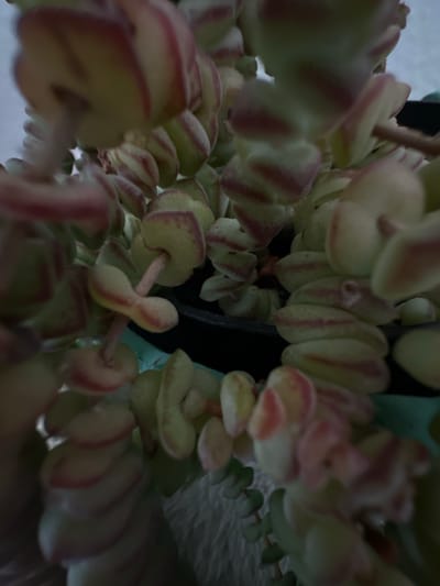 The image shows a close-up, out-of-focus view of a succulent plant, likely a string of buttons (Crassula perforata) or a similar variety. The plant has small, fleshy, light green leaves with pinkish-red edges, stacked closely together along thin stems. The stems are a light pinkish-brown color. The plant appears to be in a dark pot, with some of the pot's rim visible. The background is blurred and indistinct, suggesting a shallow depth of field. The overall impression is of a home or indoor environment, possibly a windowsill or decorative arrangement. There is no discernible information in the image to indicate the city of Bad Blankenburg, Germany.