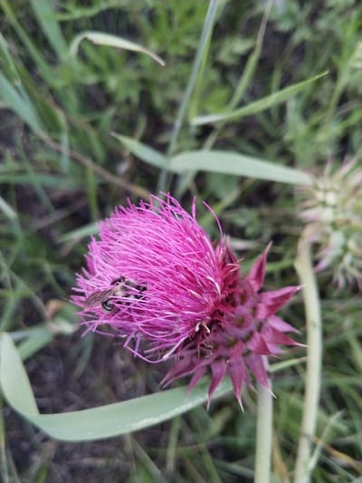 In the city of Зелёное, Russia, a close-up, overhead shot captures a bee on a vibrant pink thistle flower. The bee, with its striped abdomen and translucent wings, is positioned on the upper half of the flower's bloom, appearing to forage. The thistle's petals are fine and numerous, creating a fluffy texture, while the base of the flower displays deep purple, pointed bracts. Surrounding the flower is a field of green grass and other vegetation, some of which is slightly out of focus. The background is a soft blur of green hues, indicating a natural outdoor setting. Another, less developed thistle bud is visible in the upper right quadrant of the image.