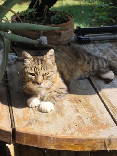 A tabby cat with white paws lies on a weathered wooden surface. The cat's fur is a mix of brown, black, and orange stripes, with a white chest and paws. Its eyes are yellow-green, and its ears are pointed. The wooden surface appears to be part of a table or deck, with visible grain and cracks. In the background, out of focus, are green foliage and a terracotta pot. The image is lit by sunlight, creating shadows on the wooden surface. The scene is set outdoors, in what appears to be a garden or patio area.