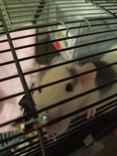 A close-up, slightly blurry, horizontal shot shows a white and black rat behind black bars of a cage. The rat's head is visible, with a dark eye and a pink ear. Its body is mostly obscured by the cage bars, but a pink paw is visible on the right side of the frame. The background is out of focus, showing what appears to be a pink blanket and possibly other bedding. There is no information in the image to suggest it is located in Maladzyechna, Belarus.
