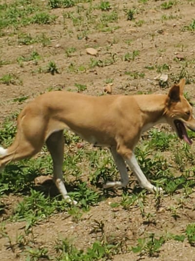 This media file captures a tan-colored dog in an outdoor setting. The dog is the sole subject and appears to be either in motion or recovering from a recent activity, with its body contorted and tongue hanging out, suggesting exertion or perhaps a playful pant. Its posture is dynamic, with one hind leg extended upwards, and its front paws are planted on the ground.
The scene is a patch of dry, earthy ground interspersed with sparse green vegetation, indicative of a natural or semi-natural environment. The lighting suggests it is daytime, possibly under bright sunlight, casting shadows on the ground. The ground appears somewhat uneven and mixed with dirt and small stones. The dog's fur is a uniform tan color, with white markings on its paws.
The location is specified as Dawaki, Nigeria, which provides geographical context. There is no visible text in the image. The overall impression is a candid snapshot of a dog in an outdoor Nigerian environment, possibly engaging in playful activity or resting after exertion.