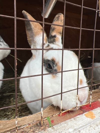 A rabbit with white fur and patterned ears is behind a wire cage. The cage is located inside a wooden enclosure, possibly in Tavrichanka, Russia. The enclosure appears to be near the outside. The rabbit is looking directly at the camera. Hay is visible inside of the cage.