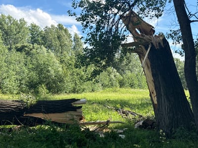 The image shows a scene of natural disaster in a grassy field, likely in or around Baimovo, Russia. In the foreground, a large tree has been severely damaged, with its trunk split and a significant portion of its upper structure broken and fallen. The split is ragged, revealing the wood beneath the dark bark. To the left, another large, thick tree trunk lies horizontally on the ground, also appearing to be a victim of the same event, with a similarly jagged break. The surrounding environment is lush and green, with tall grass and dense trees forming a backdrop under a bright blue sky with scattered white clouds. The overall impression is one of recent damage and the power of natural forces. There are no people visible in the image.