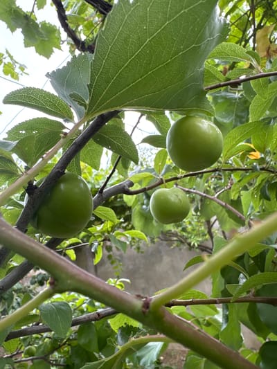 An outdoor, close-up shot captures a plum tree with several unripe green plums hanging from its branches. The plums are round and smooth, with a vibrant green hue. The tree's branches are brown and have a rough texture. Lush green leaves surround the fruit, creating a dense canopy. The background is blurred but suggests a garden or natural setting, with hints of other vegetation and a light-colored wall or structure visible. The lighting is natural, indicating it was taken during the day, likely under diffused sunlight due to the overcast sky. The composition is focused on the fruit and foliage, with a shallow depth of field that blurs the background. The image was taken in the city of Khazar Raion, Azerbaijan.