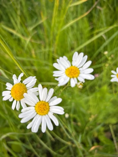 In an outdoor natural environment, likely a grassy area, three daisies with white petals and yellow centers are in focus. The background consists of blurred green grass and foliage, with some areas appearing more brightly lit than others. One daisy is in the upper right portion of the frame, another in the center, and a third to the lower left, slightly overlapping with the central daisy. A small, unopened bud is visible to the right of the central daisy. The image is captured in a close-up perspective, emphasizing the delicate details of the flowers and their immediate surroundings. The exact location within the city of Юбилейный, Russia, cannot be determined from the image itself.