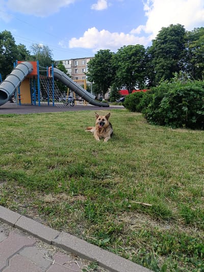 A German Shepherd dog is lying on a patch of grass in a playground. The dog is tan and brown with its tongue hanging out, appearing to be panting in the warm weather. In the background, there is a children's playground with a large plastic slide and climbing net. Beyond the playground, a residential building and lush green trees are visible. The sky is blue with scattered white clouds. The scene appears to be set in an urban environment, possibly a park or communal area within the city of Gubkin, Russia.