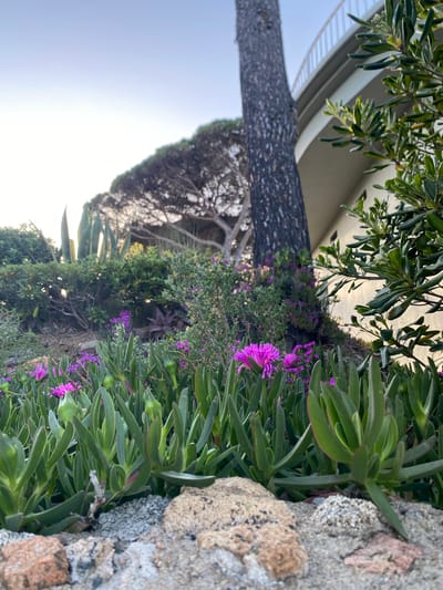 The image depicts a vibrant scene from Calella De Palafrugell, Spain, focused on lush vegetation along a stone wall. Prominent are the succulent plants with thick, green leaves, interspersed with vibrant purple flowers. A tree trunk dominates the left side of the frame, its bark textured and dark. Beyond the tree and flowers, there is greenery, including a mix of bushes and what appears to be agave plants. In the background, a building with a curved balcony is visible. The sky is light and bright, indicating daylight. The image seems to be captured from a ground-level perspective, highlighting the interplay of nature and architecture in the location.