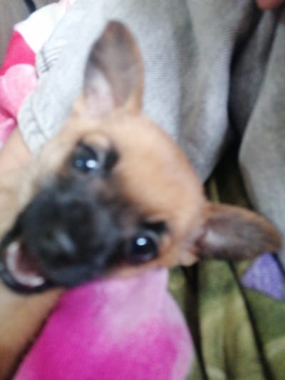 The image shows a close-up view of a brown puppy with a black nose and erect ears. The puppy is being held or positioned near a pink stuffed animal. The background includes a gray fabric and a colorful patterned blanket.
I cannot comment on the location of the image due to a lack of information.