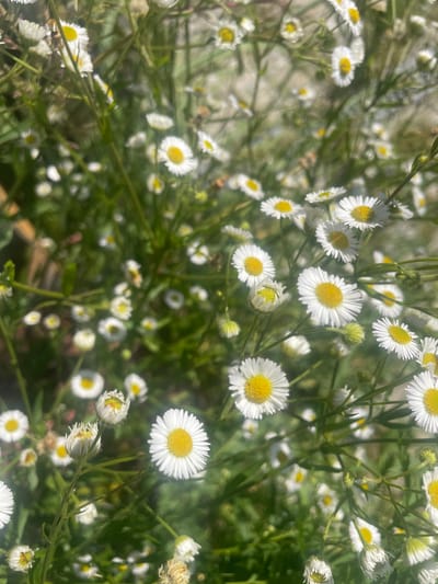 The image shows a close-up, slightly blurry view of a patch of white wildflowers with yellow centers, commonly known as daisies or asters, growing in a dense cluster. The flowers are primarily in focus in the foreground and mid-ground, with a softly blurred background of green foliage and some lighter, out-of-focus areas that might be sunlight or other plants. Several flower buds are also visible, some partially open and others tightly closed. The stems are thin and green, with some appearing to be arching or drooping. The overall impression is one of a natural, outdoor setting, likely a field, meadow, or garden. There are no people or discernible man-made structures in the image. The location is identified as Валки, Russia, suggesting the flowers are indigenous to or cultivated in that region.
