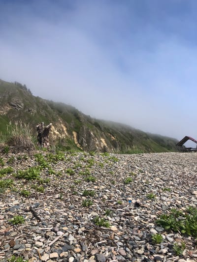 The image depicts a coastal landscape on a foggy day, featuring a rocky shore in the foreground and a green, mountainous slope partially obscured by fog in the background. A weathered, gnarled tree stump with protruding branches stands prominently on the left side of the shore, amidst sparse green vegetation and dried grasses. To the right, a rustic wooden gazebo with a red roof is visible. The ground is covered with a dense layer of various-sized grey and brown pebbles, interspersed with small green plants. The sky above is a pale blue, fading into white as it meets the fog bank. The scene appears to be in Ola, Russia, judging by the context provided. No people are present.
