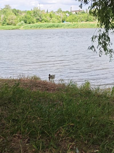 A single duck swims in a calm river, its body mostly submerged in the water. The duck is dark in color with some lighter markings on its head and neck. The river is wide and appears to be in a natural setting, with a grassy bank in the foreground. Beyond the river, a dense line of trees and shrubs forms the background, with some buildings visible in the distance. The sky is partly cloudy, suggesting it is daytime. The overall scene conveys a sense of peace and tranquility.