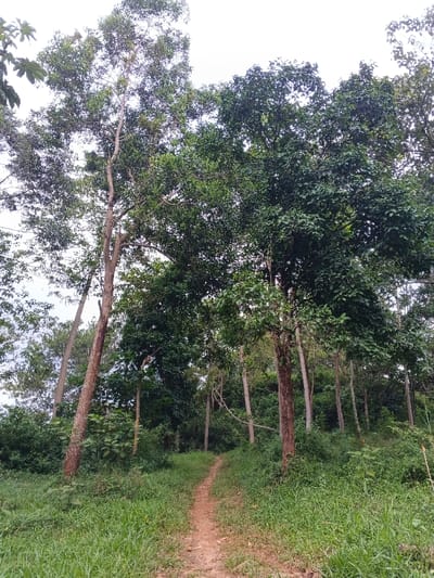 A dirt path winds uphill through a dense, green forest. Tall trees with leafy canopies frame the path, while grass and low-lying plants grow along the edges. The sky above is overcast and bright. The scene suggests a natural setting for hiking or walking.