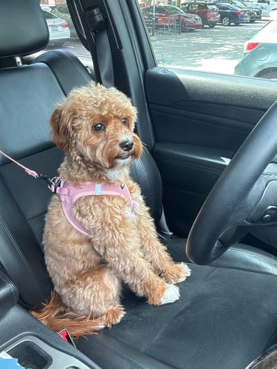 A medium-sized, light-brown, curly-haired dog with a pink harness and leash lies on the driver's seat of a car. The dog is facing the camera, with its paws extended. The car's steering wheel is visible. Other cars and a shopping cart are visible through the window. The location is Delray Beach, United States of America.