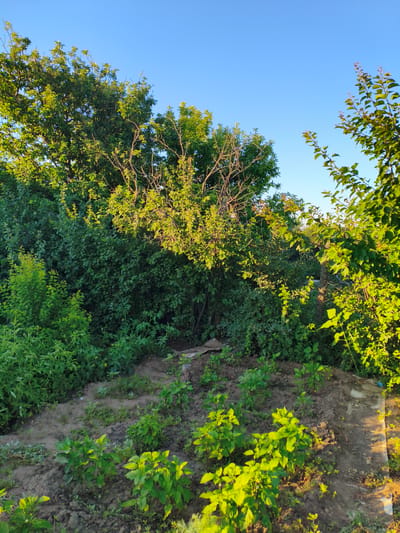 This is an outdoor, eye-level, full shot image taken in the village of Aksuat, Kazakhstan. The scene depicts a garden bed with young green plants growing in dark soil under a clear, light blue sky. The garden is bordered by dense, vibrant green bushes and trees, some of which are illuminated by warm sunlight, creating shadows. In the background, the foliage creates a wall of green, with some branches and leaves catching the light. The overall impression is one of a lush, cultivated outdoor space bathed in the golden light of the sun.