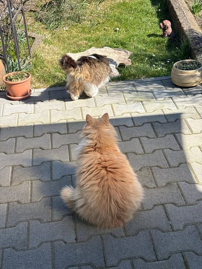 The scene depicts an outdoor residential area in Dolno Sahrane, Bulgaria, under bright sunlight. In the foreground, a long-haired, light orange feline is seated on a patio composed of grey interlocking pavers, with its back to the camera. Its gaze is directed towards a grassy yard. Approximately three feet from the seated cat, a second long-haired feline, displaying a mix of brown, black, and white fur, stands within the grassy area, facing away from the camera and the first cat.
To the left of the paved area, a terra cotta pot containing green foliage rests on a matching saucer. To the right, a beige ceramic pot with an embossed pattern holds additional green plants. The grassy lawn is characterized by sparse green blades and several small white flowers. A light-colored, irregularly shaped object, possibly wood or stone, lies on the grass near the center, behind the standing cat. Further to the right in the grass, a small, reddish-brown ornamental statuette is visible. On the far left, a dark metal garden trellis or fence structure is partially seen. Shadows cast by an unseen overhead structure fall across the paved surface.