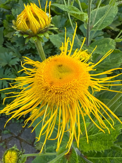 A close-up, eye-level shot features two yellow flowers with multiple thin, elongated petals. One flower is fully bloomed, with its petals extending outwards and slightly downwards, revealing a textured, almost fuzzy center. The second flower, located in the upper left quadrant, is a bud, still tightly closed with visible green sepals. The flowers are set against a backdrop of lush green foliage, with some of the leaves exhibiting serrated edges. The ground visible in the lower left corner consists of grey paving stones. The image was captured outdoors, likely in a garden or natural setting, within Esslingen am Neckar, Germany. The lighting suggests it is daytime. No people or animals are present.