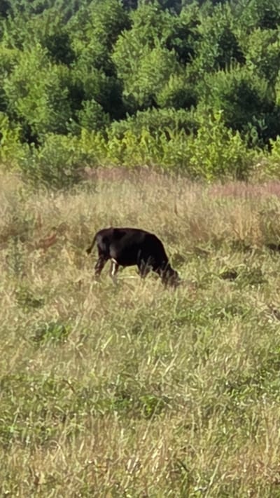 An outdoor, medium-wide shot captures a single black cow grazing in a grassy field. The cow is positioned in the mid-ground, facing to the right with its head down, actively eating grass. Its tail is raised slightly. The field is covered in a mixture of green and dry grass, with some patches of taller vegetation. In the background, a dense line of lush green trees forms a backdrop to the scene. The lighting suggests it is daytime, with sunlight illuminating the foliage. The location is identified as Zarubino, Russia.