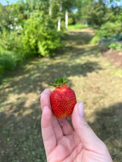 A close-up shot shows a person's hand holding a ripe strawberry. The strawberry is red and has a green leafy cap. The hand is pale with light-colored fingernails. The background is a blurry outdoor scene with green foliage and a path, suggesting a natural setting, possibly in a park or garden within Маяк, Russia. The lighting indicates it is daytime.