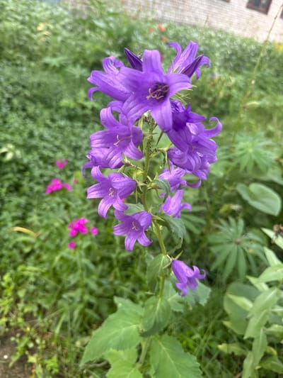 A close-up, vertical, eye-level shot captures a tall cluster of bell-shaped purple flowers in bloom, set against a blurred background of lush green foliage and a brick building. The flowers, with their delicate, curled petals, are the primary subject, while small, dark insects are visible clinging to the stems. In the mid-ground, several smaller pink flowers are scattered amongst the greenery. The overall setting suggests an outdoor garden or natural area, possibly in Kuzmolovskiy, Russia, given the context. The lighting is soft and diffused, indicating an overcast day or shade. No people are present in the image.