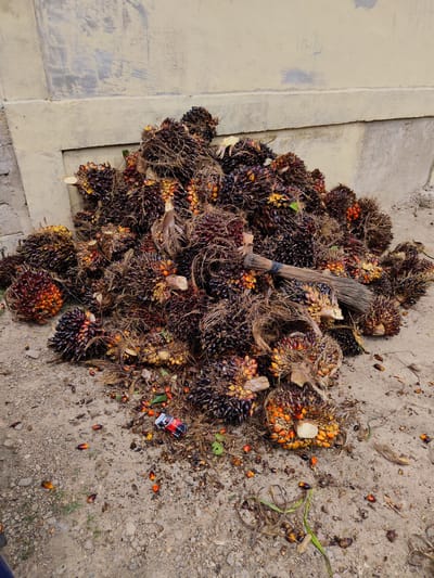 The image depicts a pile of harvested palm oil fruits resting on a dirt and gravel ground in front of a light-colored concrete wall. The fruits are dark red and orange, with some yellow hues, and are attached to woody stems. Scattered around the pile are individual fruits and remnants of the palm oil fronds, along with some green foliage. A broom made of natural fibers is placed on top of the pile, secured with a black band. In the lower-left portion of the image, a small, red and black object resembling a toy car is visible on the ground, near a scattering of palm oil fruits. The environment appears to be outdoors, possibly a storage or processing area, with the wall suggesting a building as a backdrop. There are no people visible in the image, and the scene is static, showing the aftermath of a harvest. The location is identified as Aluetho, Indonesia, implying a rural or agricultural setting within that region.