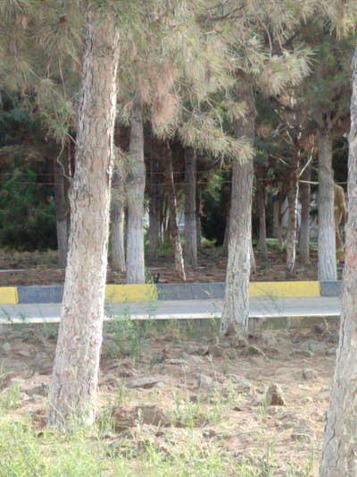 This media file depicts an outdoor scene featuring several pine trees. In the background, a person wearing a light brown uniform and a dark helmet is partially visible. The person appears to be standing near the trees. The ground is covered with dry leaves and sparse vegetation. A road with a yellow and gray curb runs across the middle ground of the image. The overall impression is of a natural setting with a hint of human presence. The lighting suggests it is daytime, and the weather appears to be clear, with no indication of rain or clouds. The scene is set in Balkanabat City, Turkmenistan, and the presence of pine trees along a road might suggest an urban park, a roadside planting, or a landscaped area within the city. No text is visible in the image.