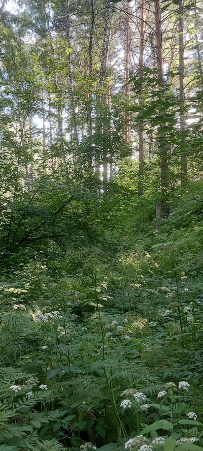 The image depicts a dense forest scene with sunlight filtering through the trees. The foreground is filled with lush green foliage, including ferns and plants with white, umbrella-shaped flower clusters. The middle ground features more trees and undergrowth, with some sunlight illuminating patches of the forest floor. The background consists of tall trees, primarily pines and birches, with the sky visible through the canopy. The environment suggests a natural, undeveloped area. The image does not contain any people or specific identifiable landmarks that would suggest a particular location within Berdsk, Russia.