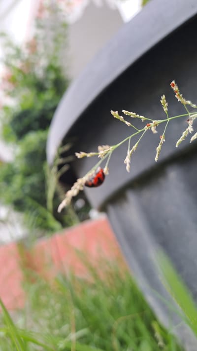 In Payalipah, Indonesia, a close-up, low-angle shot captures a ladybug on a blade of grass. The ladybug, with its red and black shell, is perched on a delicate stem adorned with small seed-like structures. The background is blurred, but shows the curved surface of a large, dark planter, suggesting an outdoor setting, likely a garden or balcony. Green foliage and a hint of a red surface are also visible, further contributing to the natural, outdoor environment. The shallow depth of field emphasizes the ladybug and the blade of grass, creating a macro-like feel to the image.