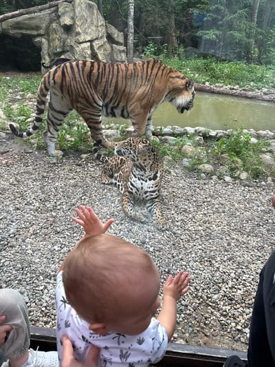 In an outdoor enclosure at a zoo, a large tiger with distinctive orange and black stripes stands near a shallow body of water. To the right of the tiger, a jaguar with spotted fur is lying down. In the foreground, a young child with a light-colored shirt patterned with palm trees is being held by an adult, with their hands extended towards the enclosure. The ground of the enclosure is covered in small pebbles. The background features rocks and lush green foliage, suggesting a naturalistic habitat.