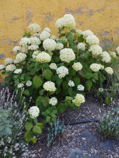 In the city of Hospozín, Czechia, a cluster of white hydrangeas with lush green leaves grows against a textured, peeling yellow wall. The hydrangeas are in full bloom, their large, spherical flower heads creating a dense canopy of white. The wall behind them shows signs of age and weathering, with patches of grey plaster visible beneath the yellow paint. To the left and right of the hydrangeas, there are smaller plants, some with delicate purple flowers, possibly lavender, and others with greyish-green foliage. The ground is covered with mulch, small stones, and dry leaves. A black irrigation hose is visible running across the mulch in the lower part of the image. There are no people present in the scene. The overall impression is a garden setting with a focus on the abundant hydrangeas.