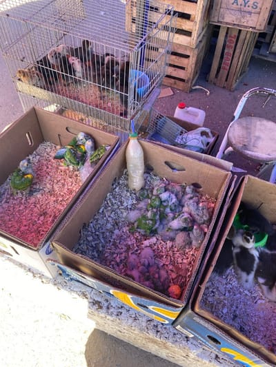 The image shows a street scene with several cardboard boxes containing birds. One box holds small green and blue parrots on pink wood shavings. Another box contains many baby parrots covered in grey and green down. A cage beside the boxes holds what appears to be black and white chicks. Above these are a few ducklings in another box. There is also some furniture and wooden crates in the background. The scene appears to be an informal bird sale or market setting.