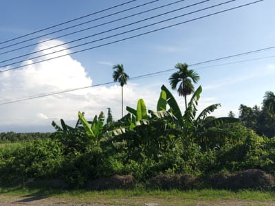 The image presents a rural scene in Payabeunyot, Indonesia. Dominating the midground is a dense cluster of vegetation including banana plants and overgrown shrubs. Two tall palm trees rise above the foliage. Overhead, power lines stretch across the sky, partially obscuring a large white cloud. The sky is blue, with slight variations in color due to the cloud cover. The foreground shows a rough, unpaved surface with grass and dirt. In the background, additional trees and vegetation extend towards the horizon.