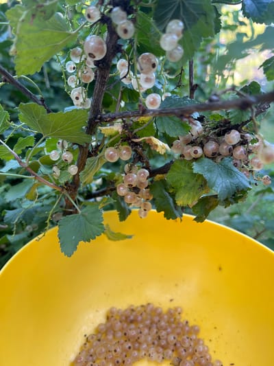 A close-up, eye-level shot captures a branch of white currants hanging over a bright yellow bowl. The currants, translucent and pale yellow-white, are clustered in small bunches on thin stems. Some leaves of the currant bush, a vibrant green, are interspersed with the fruit. The yellow bowl is positioned in the foreground, partially obscuring the bottom of the frame. Within the bowl, a small pile of white currants has been collected, some appearing slightly bruised and showing small dark seeds. The background consists of a blurred natural setting with hints of green foliage and dappled sunlight, suggesting an outdoor environment. The image was taken in Denderleeuw, Belgium.