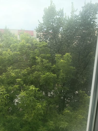 The image depicts a view from a window overlooking a dense canopy of green trees with buildings partially visible in the background. The foliage is lush and vibrant, suggesting a temperate climate during the warmer months. The building in the background appears to be a multi-story structure with a facade of light-colored bricks and a reddish-brown roofline. The sky is overcast, creating a diffused light that softens the overall scene. A thin white vertical element, likely part of the window frame, is present on the right side of the image. The location is identified as Kuznetsk, Russia. There are no people or animals visible in the image. The scene is static and appears to be a residential or urban area with significant green space.