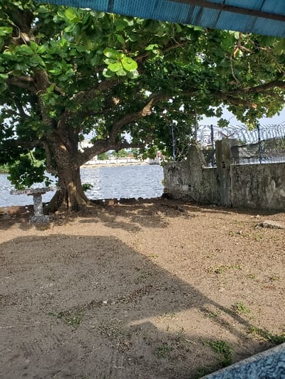 The image depicts an outdoor, waterfront scene in the city of Isunba, Nigeria. The foreground consists of light-brown, dry earth with scattered patches of green vegetation and prominent shadows. A large, mature tree with a thick, textured trunk and dense green foliage stands prominently on the left side of the frame. To the immediate left of the tree's base, a small, light-colored concrete table with a square top is partially visible.

A body of water with a subtly rippled surface extends across the midground, situated behind the tree and a concrete wall. This concrete wall, displaying minor staining, runs from the center-right and is topped with vertical metal posts strung with multiple strands of barbed wire, forming a security fence. A section of a blue corrugated metal roof structure overhangs the top right portion of the frame. In the background, across the body of water, distant land features white-walled structures with dark roofs. No individuals, animals, or active interactions are present. The scene is illuminated by natural sunlight, casting distinct shadows across the ground.
