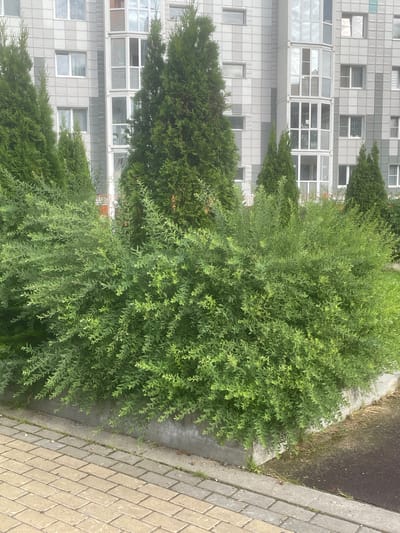 The image depicts an exterior view of a modern apartment building in the city of Goluboe, Russia. In the foreground, a paved walkway made of beige interlocking pavers runs along a concrete planter. This planter is filled with dense, green foliage, including a large, bushy shrub in the center and several tall, conical evergreen trees behind it. The apartment building, visible in the background, features a grey facade with a repeating pattern of square tiles. The building has numerous windows, some of which are dark and reflective, and a prominent vertical section with large, multi-pane windows. The overall scene suggests a well-maintained urban or suburban environment.