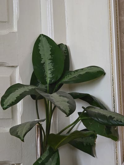 A potted plant with large, dark green leaves featuring light green variegation is positioned in the corner of a room. The wall behind the plant is painted white and has decorative molding on the right side. The plant is in a metallic pot and its leaves are spread out, some facing the camera, others angled away. The lighting suggests an indoor environment with natural light entering from an unseen source. The image does not contain any recognizable landmarks or contextual clues that would allow for specific identification of its location within Tskhinvali, South Ossetia.