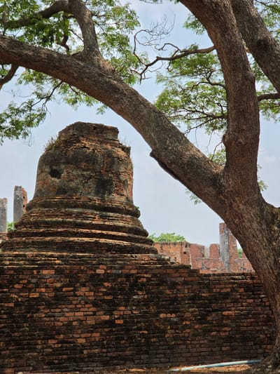 The image shows the ruins of an ancient structure in Phra Nakhon Si Ayutthaya City Municipality, Thailand, with a large tree in the foreground. The ruins appear to be constructed of red bricks and display significant deterioration. A large tree with thick branches and green leaves frames the left side of the image. The sky is visible in the background.