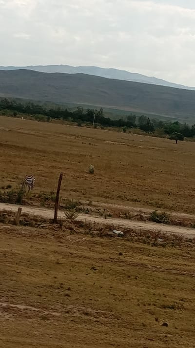 A zebra grazes in a dry, golden field dotted with sparse vegetation. A dirt road cuts through the midground. A weathered wooden post stands nearby. A single tree marks the distant landscape, backed by rolling hills fading into a hazy, overcast sky. The overall scene presents a sense of arid, rural tranquility.