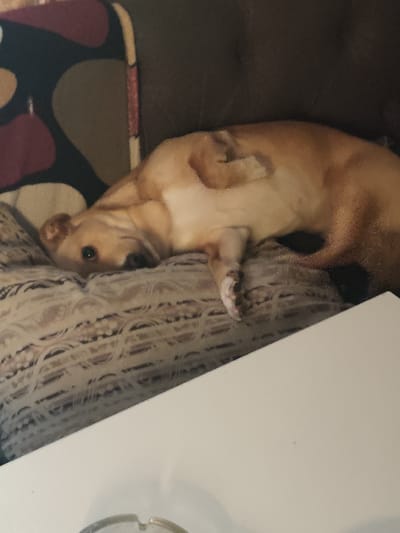A light brown dog is lying on its side on a patterned couch. The dog's eyes are open, and its head is resting on its paws. The couch is upholstered in a fabric with a geometric pattern of dark brown, tan, and burgundy shapes. A portion of a white table is visible in the foreground. The overall setting appears to be an indoor living space. The metadata does not contain information about the specific location within Андрэеўшчынскі сельскі Савет, Belarus.