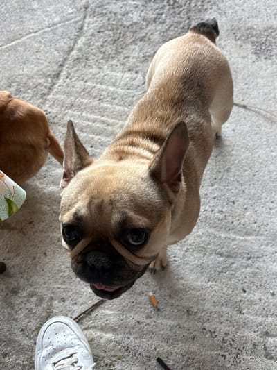A fawn French bulldog is the primary subject, positioned centrally and facing the camera with its mouth slightly open and tongue visible. The dog's eyes are dark and appear to be looking upwards. Its ears are erect and pointed. Behind the French bulldog, a portion of another dog, possibly a larger breed with reddish-brown fur, is visible on the left, with its hindquarters and tail showing. In the foreground, a white sneaker is positioned near the bottom left of the frame, indicating a human presence. The ground is a concrete surface with visible cracks and textures, suggesting an outdoor or semi-outdoor urban environment. There are a few small, scattered objects on the concrete, including what appears to be a cigarette butt. The overall setting is a ground-level view, likely in Anton, Bulgaria, given the context.